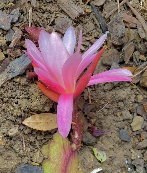 1762616887479260.jpeg IMG_1616.jpeg