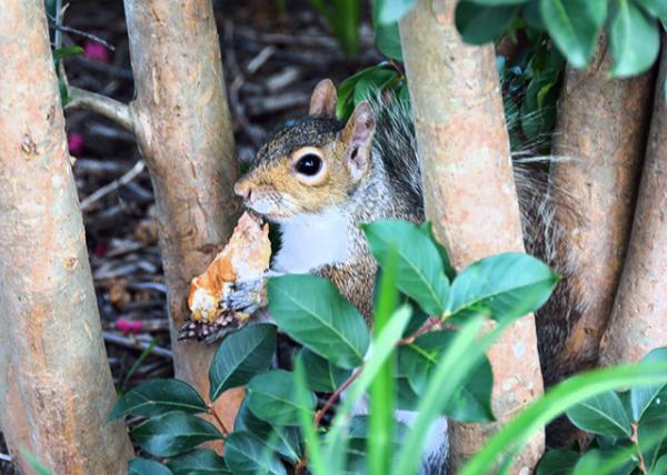 2013-07-14_Squirrel w Cheese ҵ0001.JPG