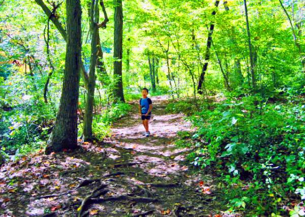 09-23-07_A Mixture of Oak, Maple & Other Mostly Hardwood Trees ΪӲľľ0001.JPG