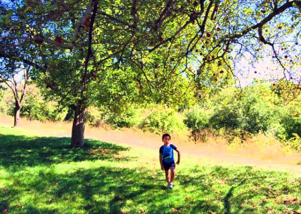 09-23-07_ Old-Growth Forests of American Chestnut ްɵĹɭ0001.JPG