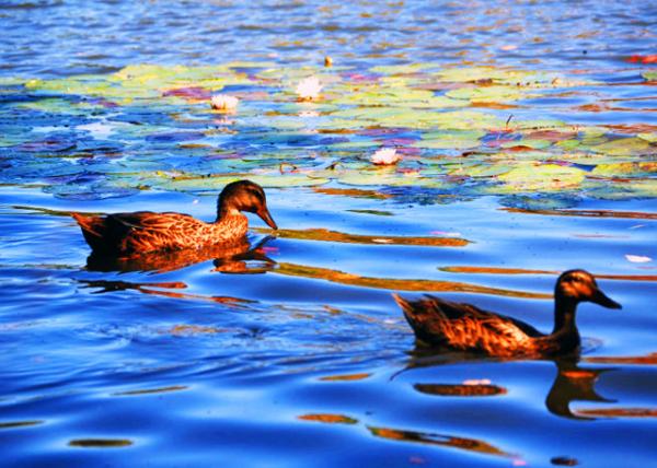 09-23-07_ Ducks Ѽ0001.JPG