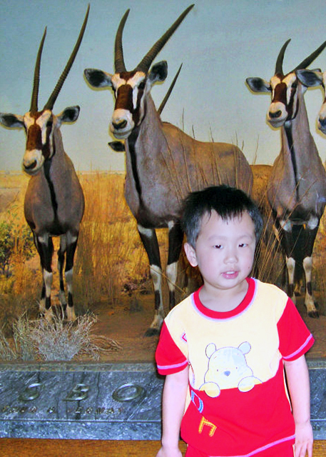 2006-04-15_Akeley Hall of African Mammals ޲鶯ﰢ 0001.JPG