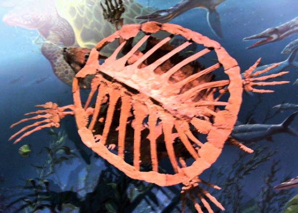 09-02-06_Protostega gigas, an Extinct Species of Marine Turtle during the Cretaceous Period, Approximately 85 Million Years Ago ԭꡤĺ֣ڴԼ8500ǰİѼʱ10001.JPG