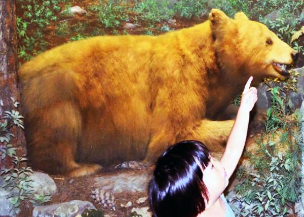 2013-09-02_Bear 0001.JPG