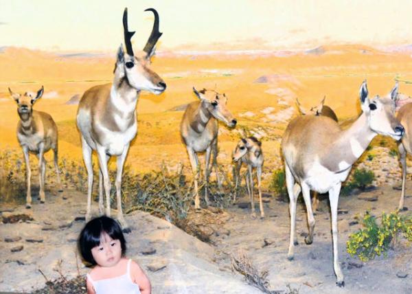 2013-09-02_Caribou ѱ¹-10001.JPG