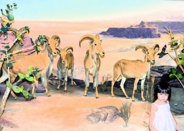 2013-09-02_Desert Bighorn Sheep ɳĮ-10001.JPG