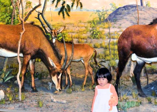 2013-09-02_Giant Sable Antelope 0001.JPG