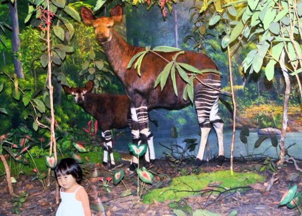 2013-09-02_Okapi 㺢㹢0001.JPG