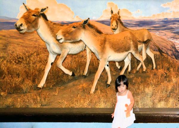 2013-09-02_Tibetan Kiang Ұ¿0001.JPG