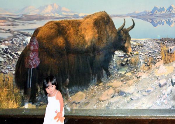 2013-09-02_Tibetan Yak0001.JPG