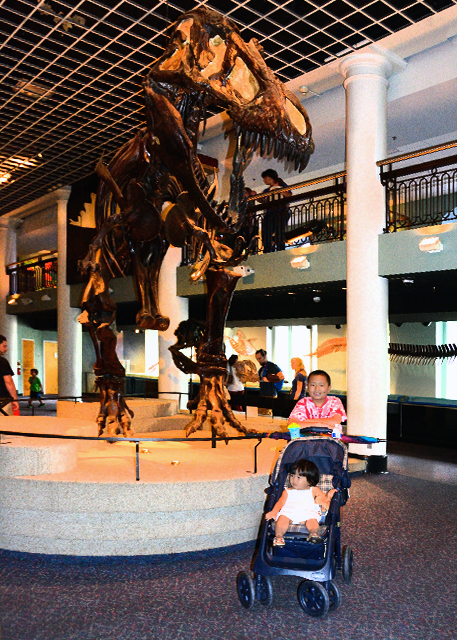 2013-09-02_Hadrosaurus foulkii (Haddy) the 1st Nearly Complete Dinosaur Skeleton Found in North America.jpg