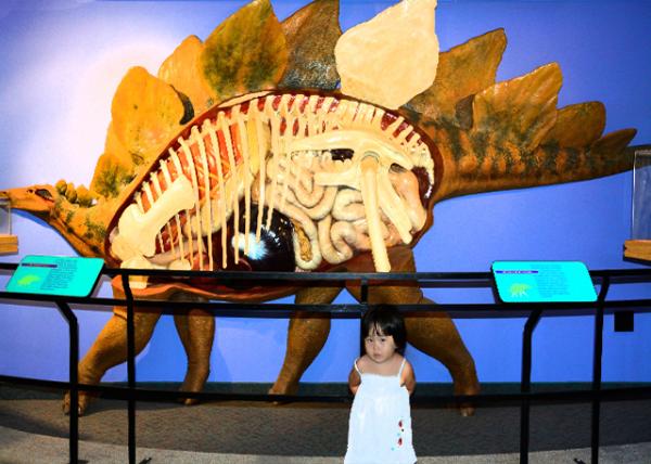 2013-09-02_Life-Sized Model of Stegosaurus Stenops, Showing Arrangement of Internal Organs.jpg