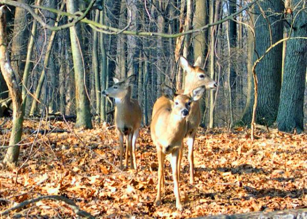 2005-01-01_White-Tailed Deer, Herbivores, w a Diet of Leaves, Twigs, Fruits, & Nuts.JPG