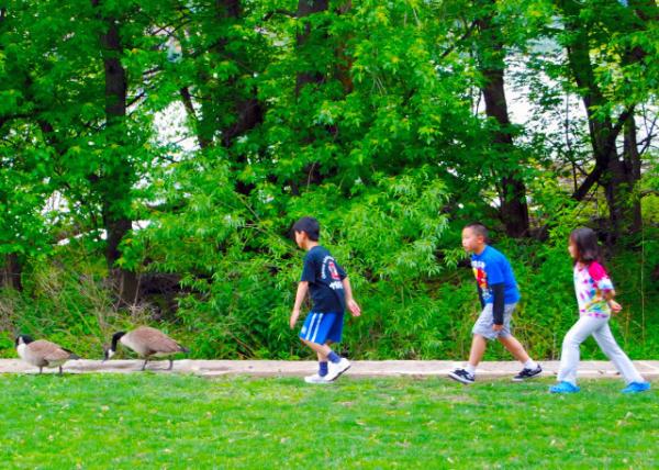 2012-05-05_Chase Geese0001.JPG