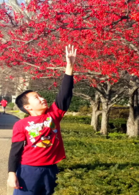 2014-12-27_Winterberry Holly Covered in Bright Red Berries.jpg
