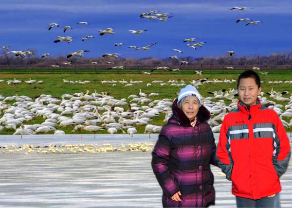 2015-03-21_Flocks of Snow Geese Ⱥѩ-10001.JPG