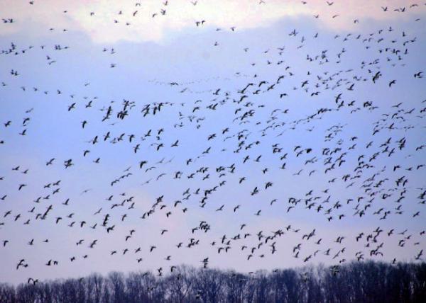 2015-03-21_Snow Goose Spring Migration ѩ㴺Ǩ0001.JPG