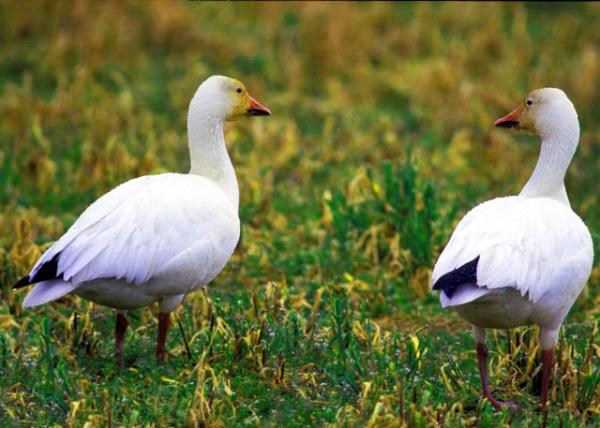 Snow Geese0001.JPG