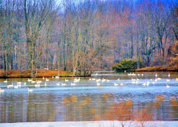 2015-03-21_Tundra Swans С0001.JPG