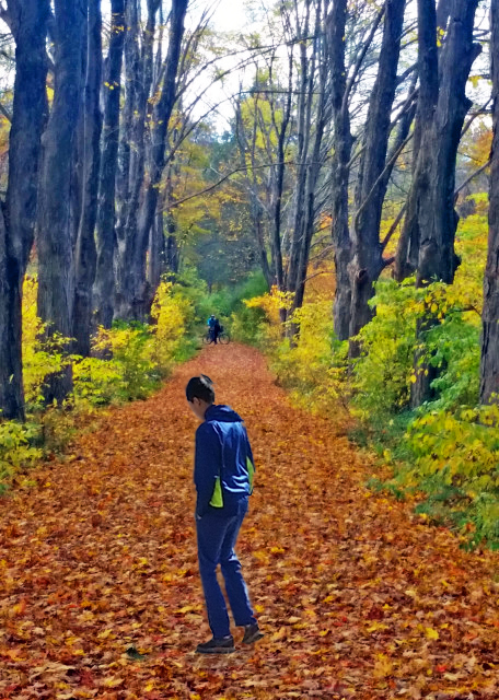 2015-10-17_Fallen Leaves Ҷ-10001.jpg