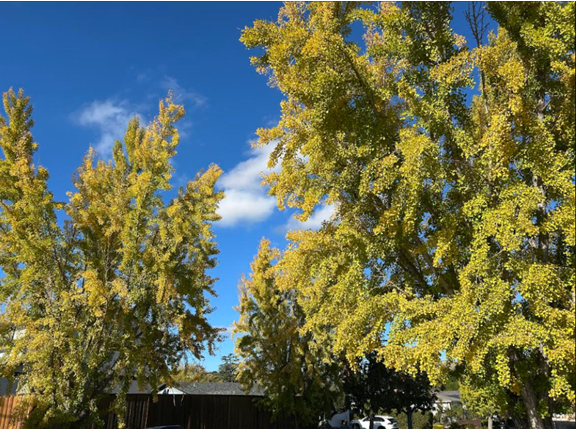 1762900779772243.png image.png