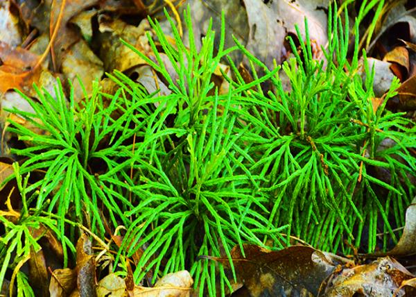 2016-05-30_Spikemoss 0001.JPG