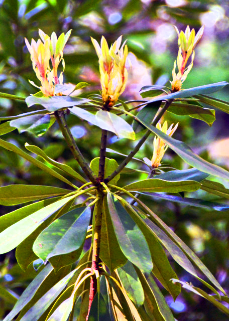 2016-05-30_Rhododendron ž黨0001.JPG