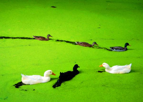 2007-09-22_Swans & Mandarin Ducks ԧ.JPG
