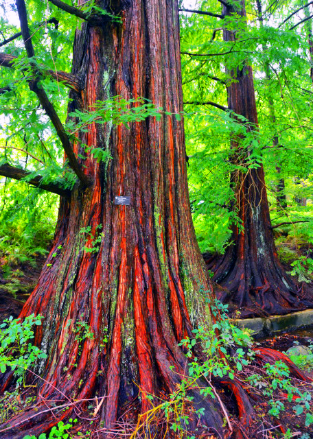 1763221394656266.jpg 2021-10-05_Plant_Dawn Redwood-10001.JPG