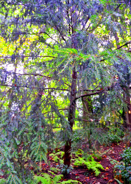 1763221403161343.jpg 2021-10-05_Plant_Chinese Hemlock-10001.JPG