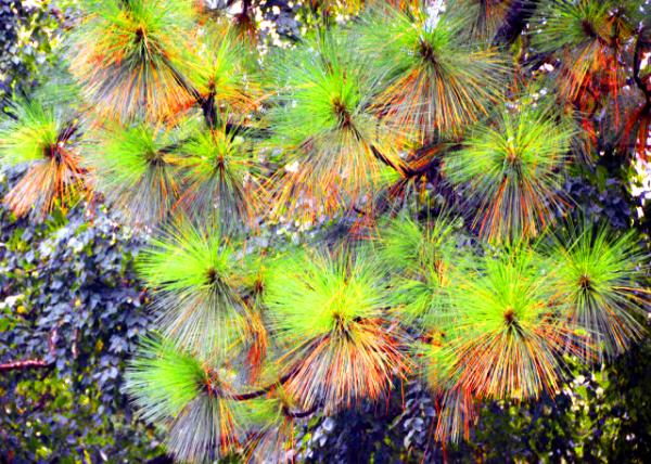 2021-10-05_Plant_Scrub Pine0001.JPG