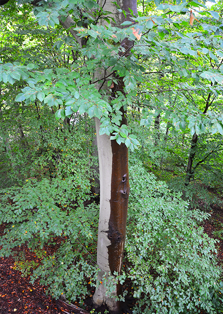 1763221422324735.jpg 2021-10-05_Plant_Hemlock0001.JPG