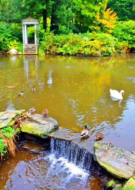 1763221673187142.jpg 2021-10-05_Swan Pond-10001.JPG