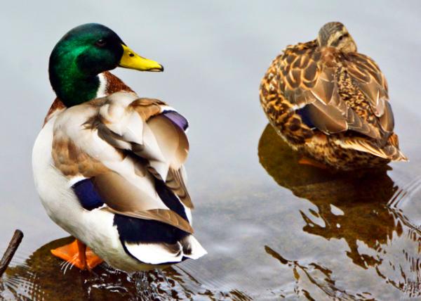 2021-10-05_Mallard Ducks0001.JPG