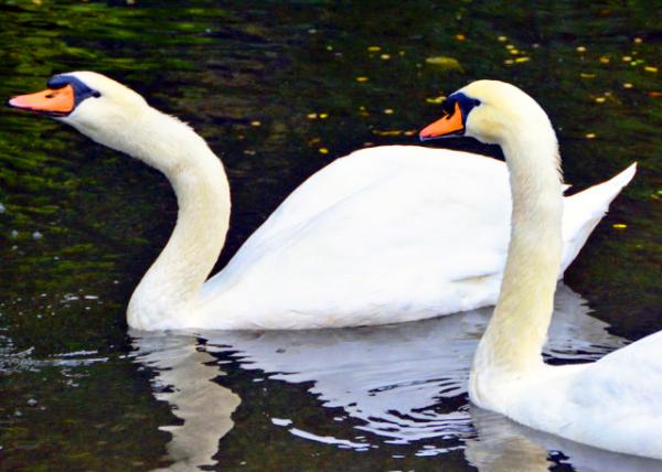 2021-10-05_Mute Swans0001.JPG