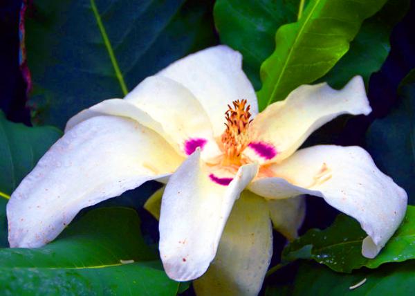 2021-10-05_Plant_Ashe Magnolia0001.JPG