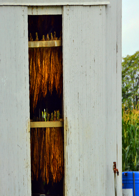 2021-10-07_Tobacco Shed_Crop hangs to dry inside white barn-20001.JPG