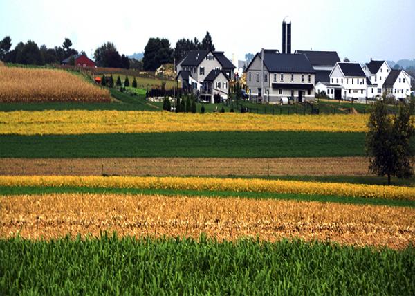 2021-10-07_Contour Strips of Harvested Oats in Drying Shocks &  Green Unharvested Alfalfa0001.JPG