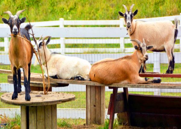 2021-10-07_Animal_Bank Barn w Goat-Antelope0001.JPG