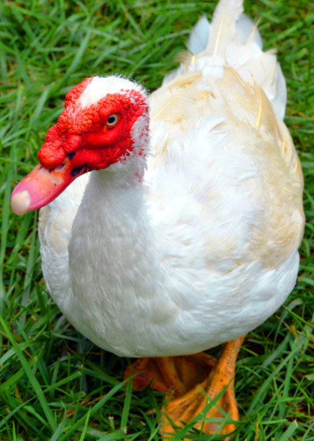 2021-10-07_Animal_Muscovy Duck0001.JPG