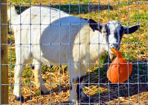 2021-11-20_Hellerick's Farm_Feral Goat-10001.JPG