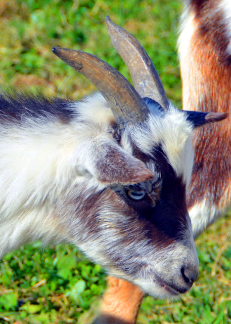 2021-11-20_Hellerick's Farm_Pygmy Goat0001.JPG