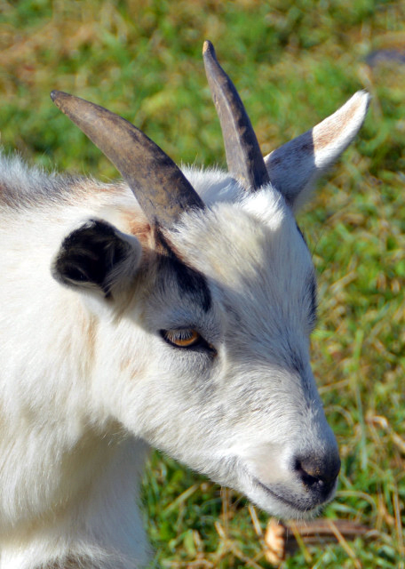 2021-11-20_Hellerick's Farm_Feral Goat-20001.JPG