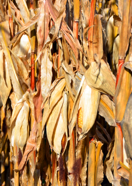 2021-11-20_Mill Creek Preserve_Corns0001.JPG