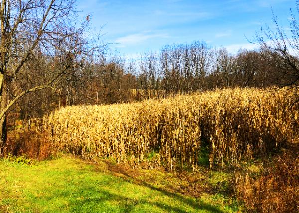 2021-11-20_Mill Creek Preserve_Maizeland-20001.JPG