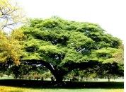 1763358987109531.jpg 雨树.jpg