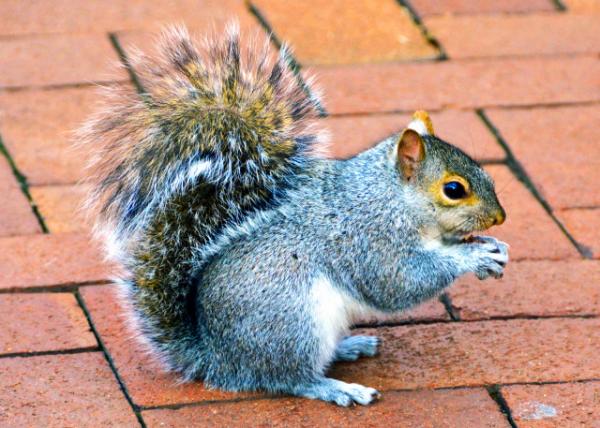 2021-12-19_Squirrel0001.JPG