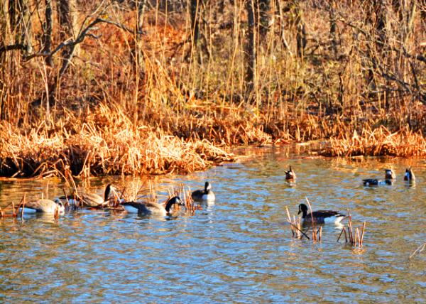 2021-12-20_Freshwater Tidal Marsh0001.JPG