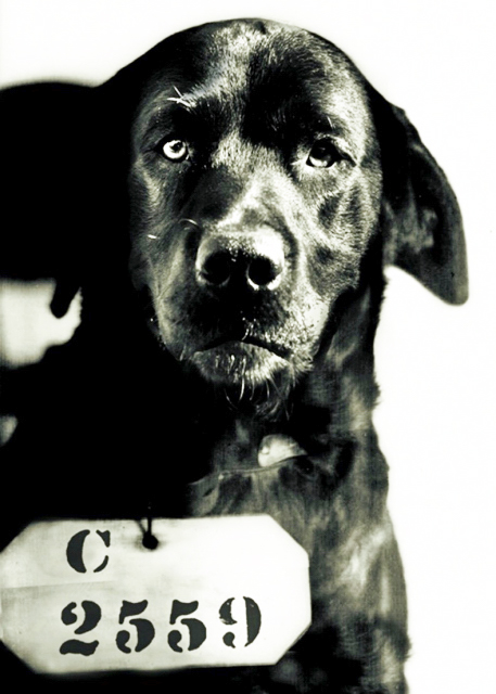 Pep, the Dog0001.JPG