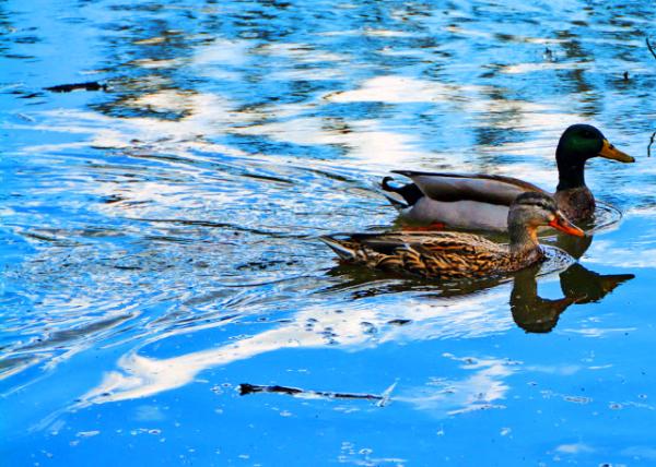 2022-02-23_Mallard Ducks-30001.JPG